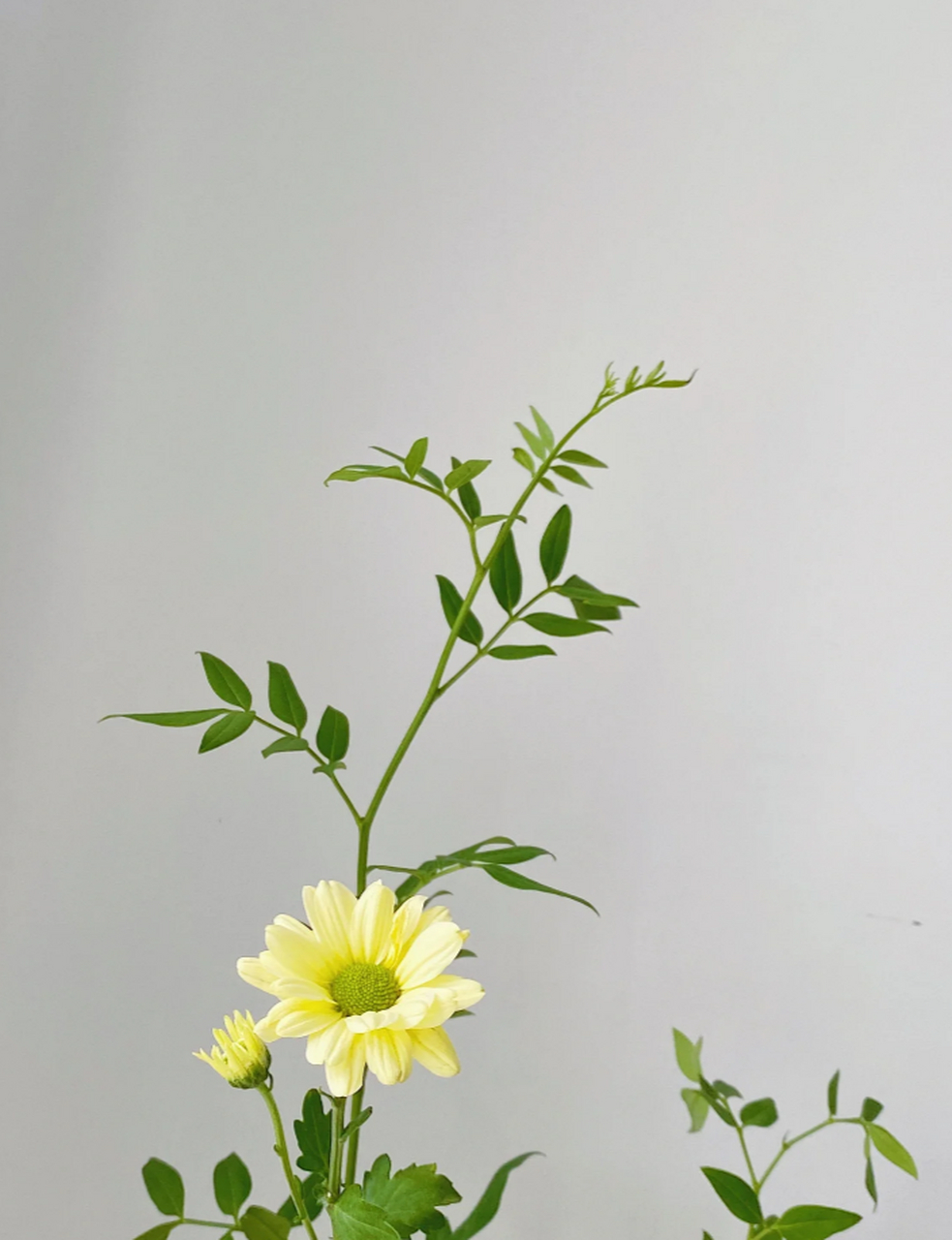 平凡日子里的光 小雏菊插花来啦!