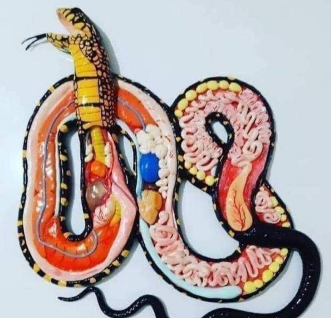 一条蛇的内部解剖图.