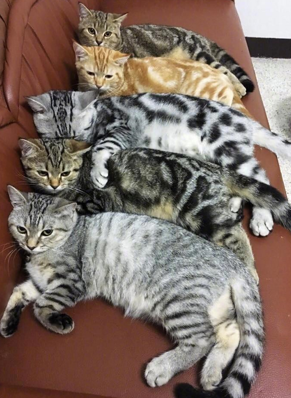 猫咪全家福,最喜欢哪只!