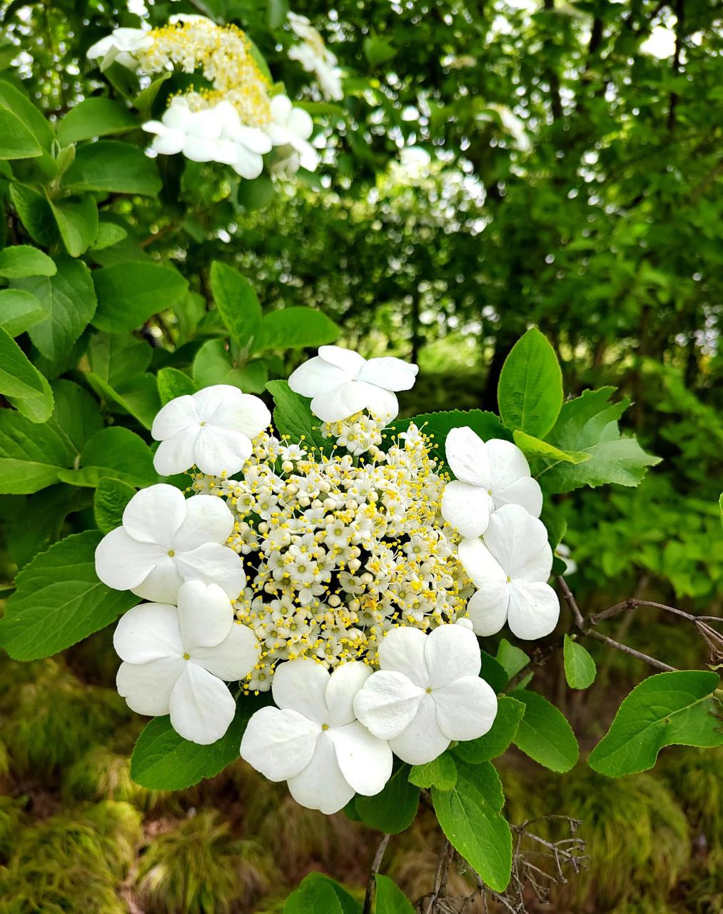 杨州琼花图片