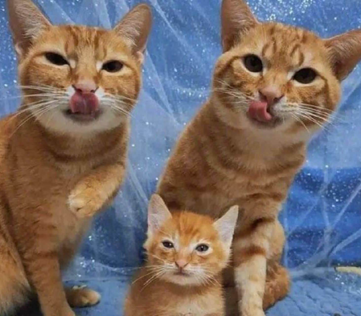 给猫咪一家三口拍全家福,刚开始很顺利,最后猫爸逐渐失去耐心  大家猜