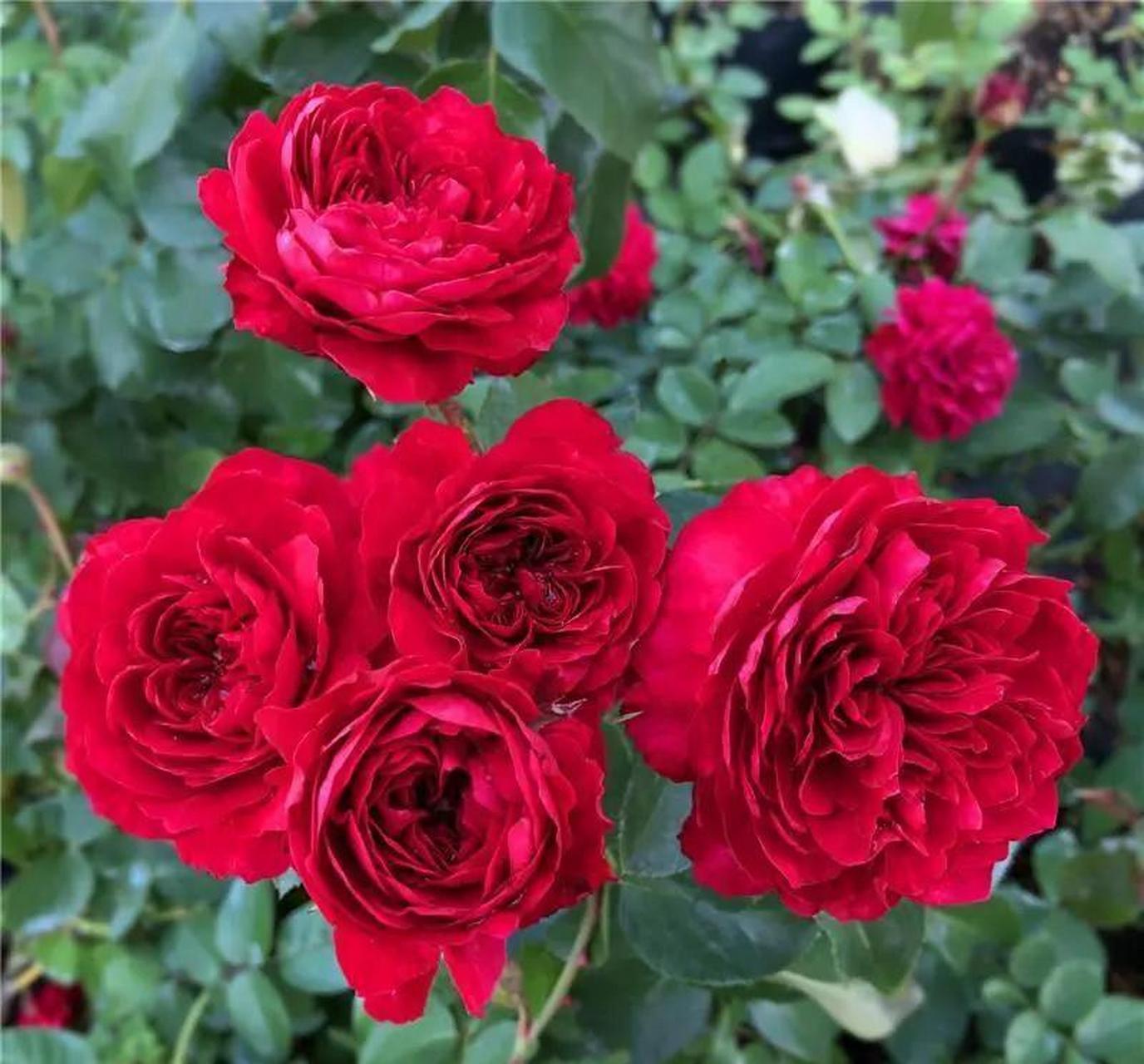 红龙月季真的有那么不堪吗?为什么总是听到有人吐槽它呢?