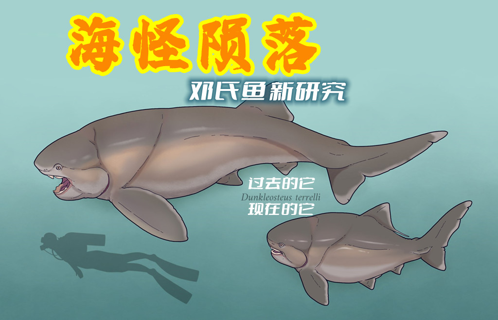 与今天的鱼类不同,邓氏鱼属于盾皮鱼类,因为它们的头骨,胸部和背部