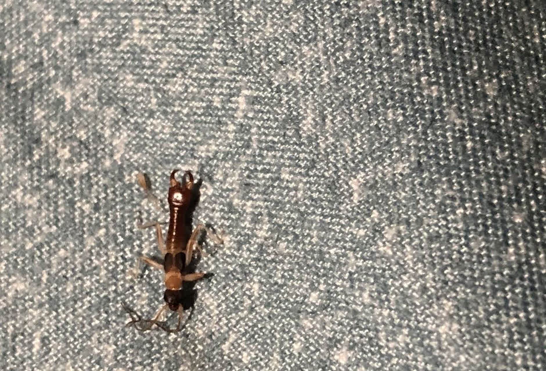 网友:这是什么虫子? 它的尾巴上有一个夹子. 有毒吗?