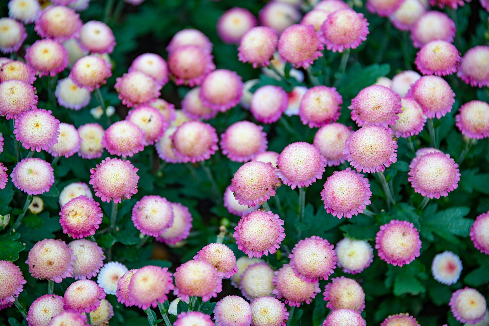 东湖公园的菊花展中有一种纽扣菊,纽扣菊是粉色花朵,中间是一团白色到