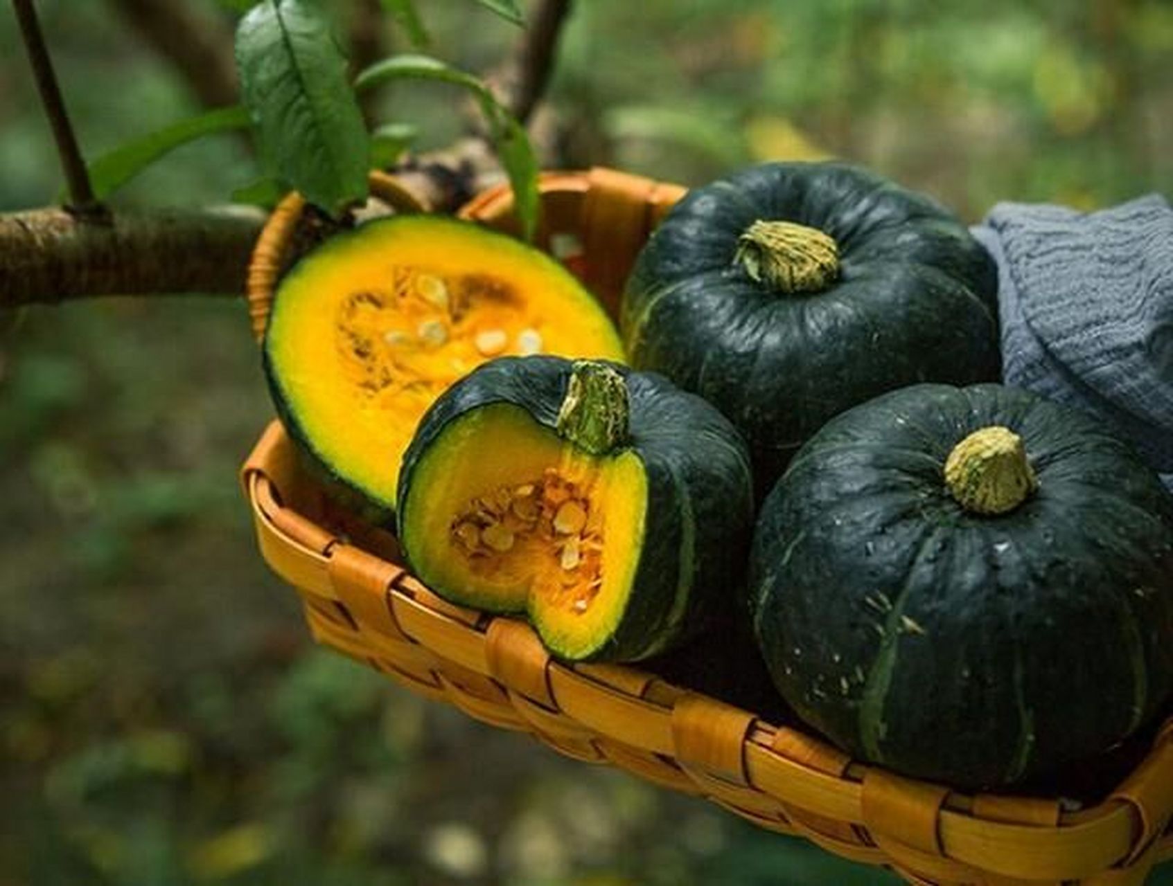 板栗南瓜杂粮的一种,既低热量又高营养,减脂期拿它当食物,很好的选择.