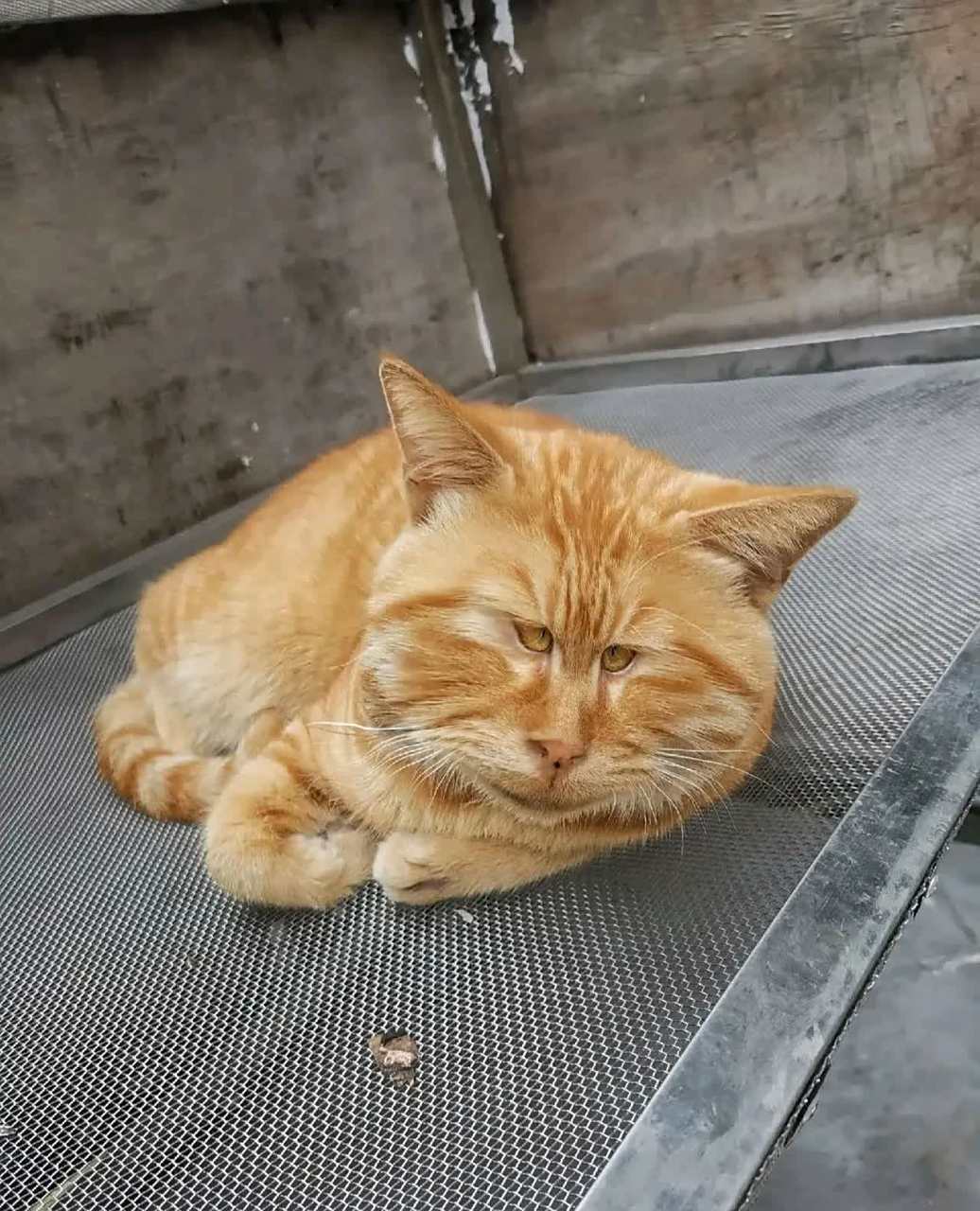 猫真的长得像这样吗? 真的很丑![汗]