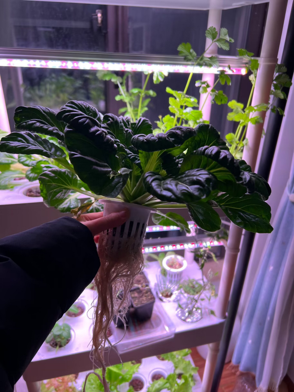 水培机种菜 摘一颗乌塌菜 上次已经吃了一颗,这颗也大了,根长的老长了