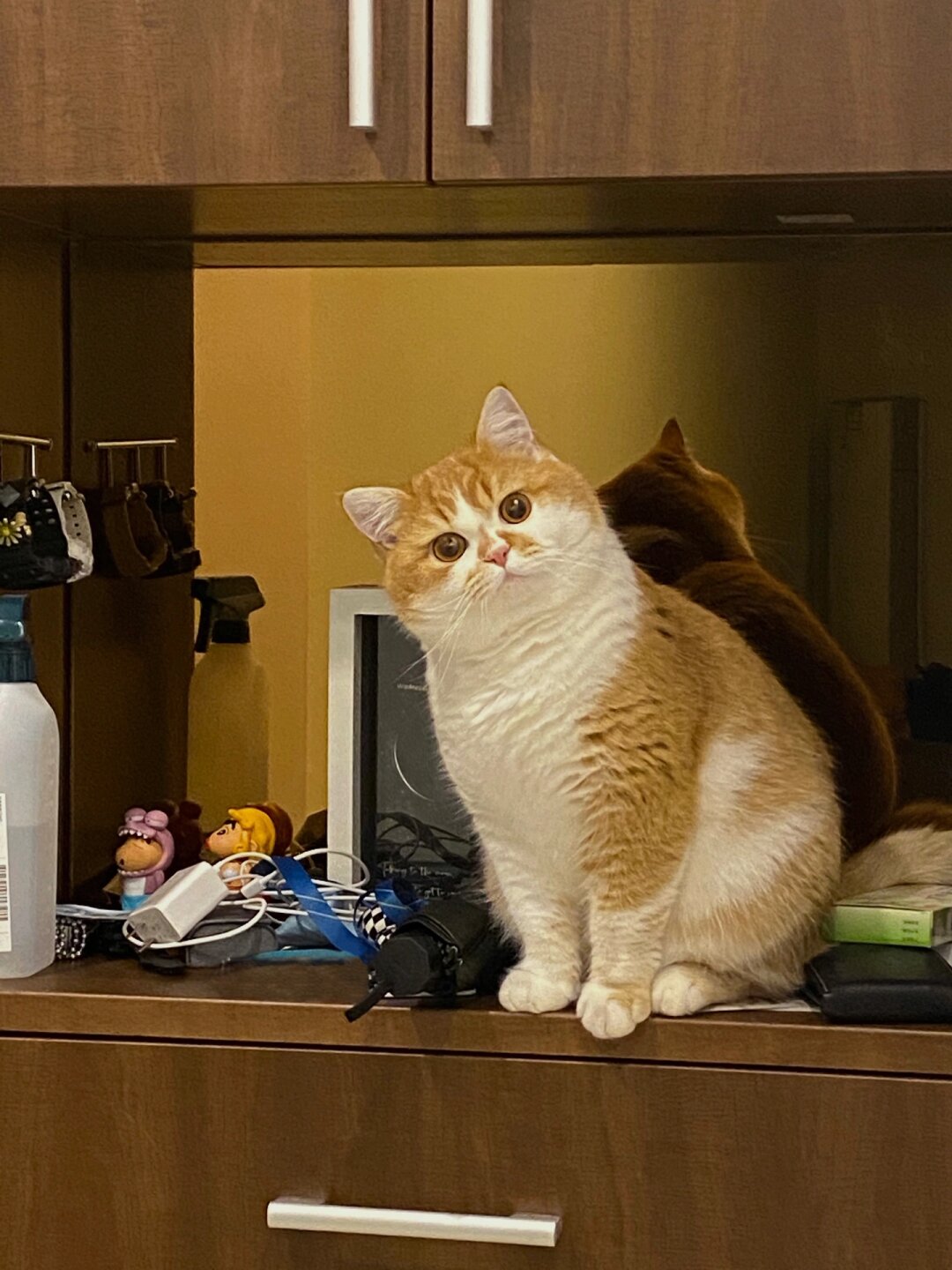 可爱的歪头杀小猫我完全无法抗拒
