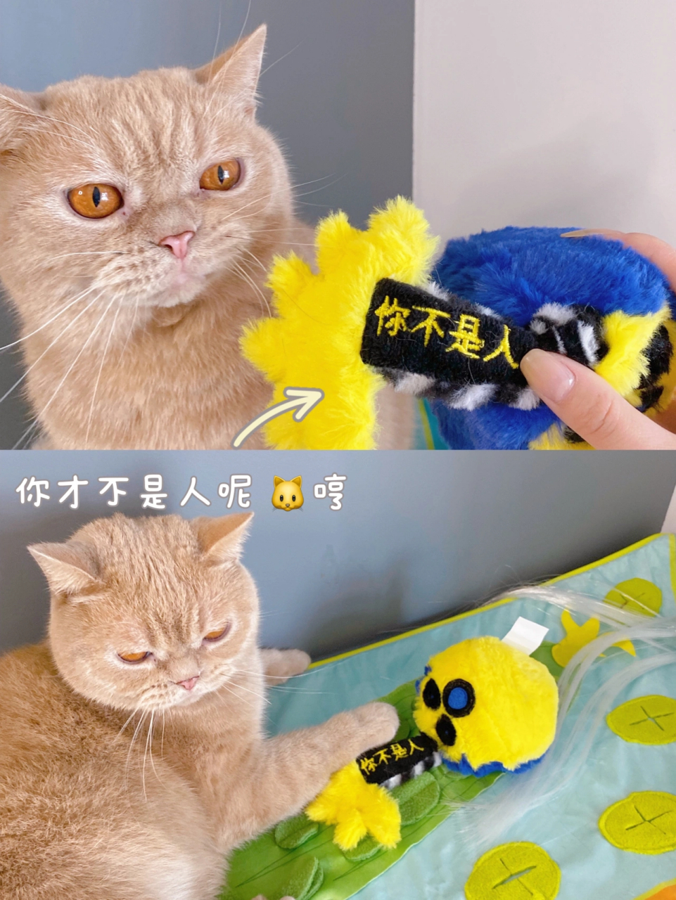 给猫主子的盲盒玩具开箱啦 梵米派爪盒炸毛系列开箱来啦 宠物找食垫逗