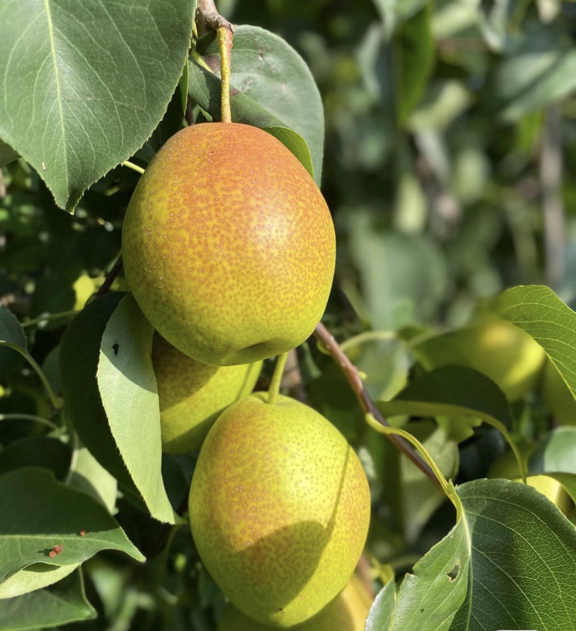 小米汽车信息公示# 95新疆库尔勒雪梨95 来自天山的甜美之吻