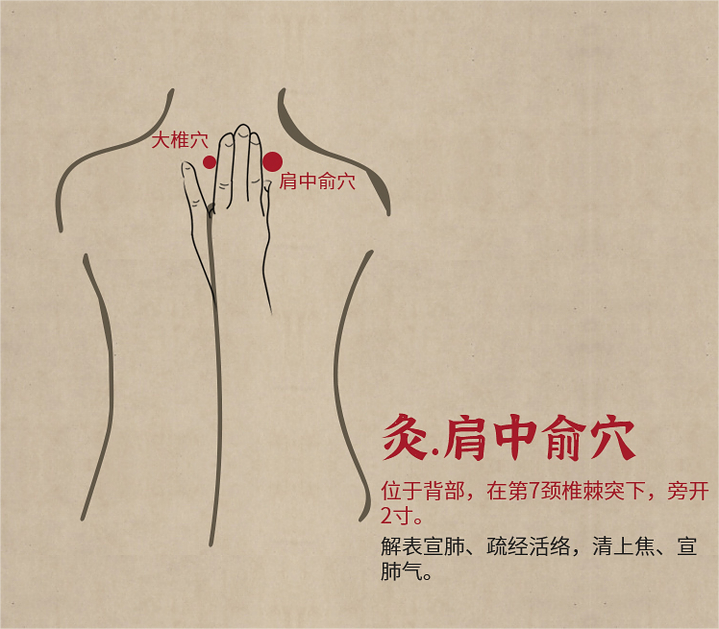 肩中俞,经穴名.出《针灸甲乙经》.属手太阳小肠经.