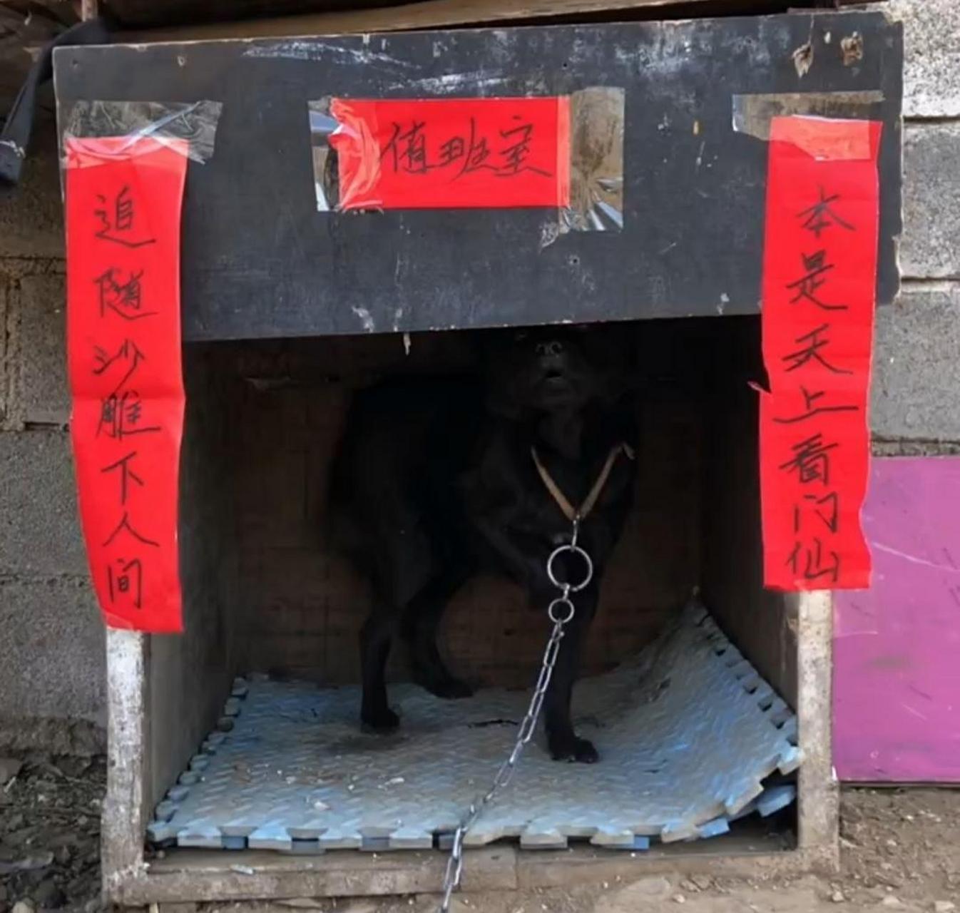 大伯对狗狗不赖呀,过年也给整幅对联! #搞笑趣味图