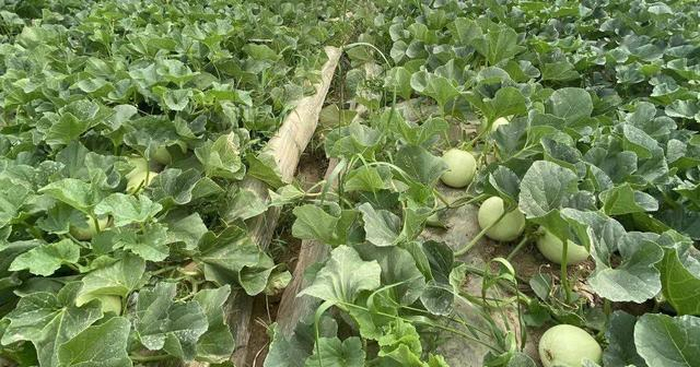 要想金丝瓜产量高,增加收益,培育健壮育苗最为关键的一步.