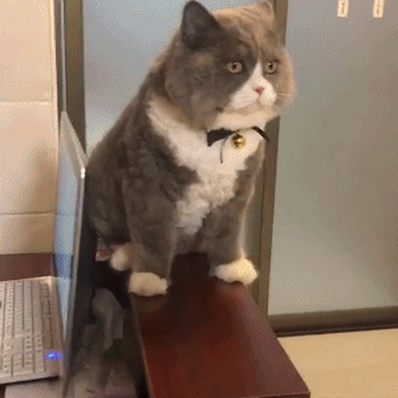 gif创作人# 图1--找了个眼神木讷的招财猫,我们公司的财运会不会随之