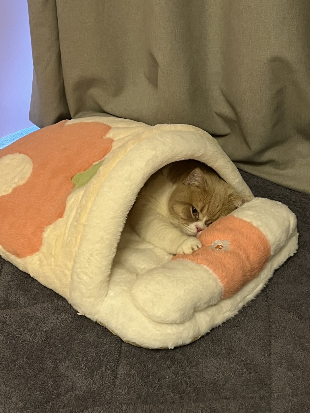 天冷了,小猫咪最喜欢钻被窝了!太可爱啦,像个小宝宝一样