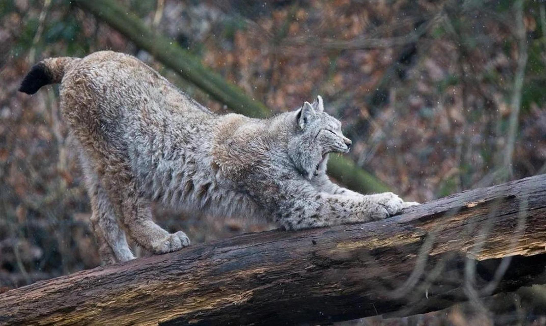 动物世界,猫科伸懒腰姿势