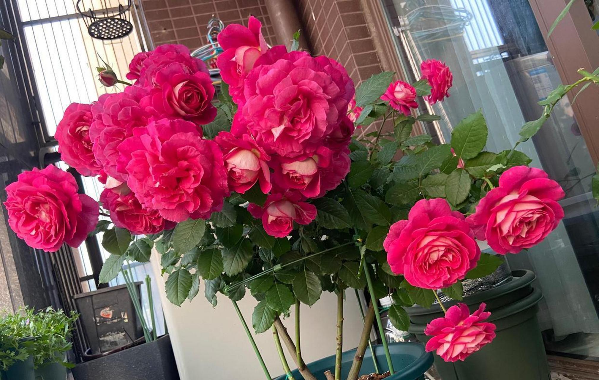 喜欢月季花的朋友,可以养一棵"马萨德医生",非常优秀的品种,可藤可灌