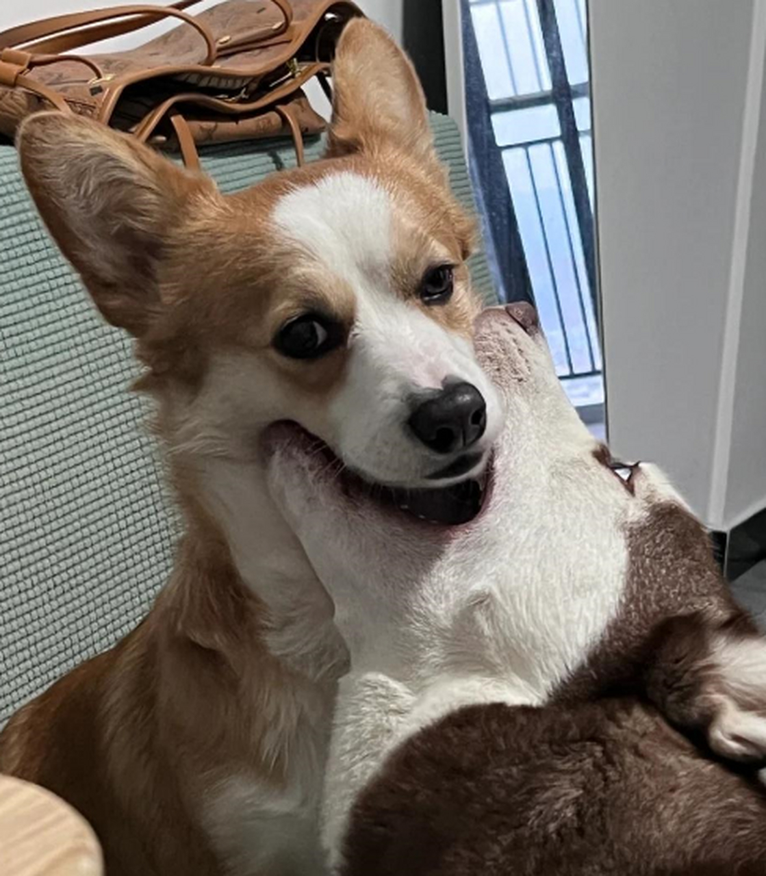 柯基被哈士奇吃掉啦