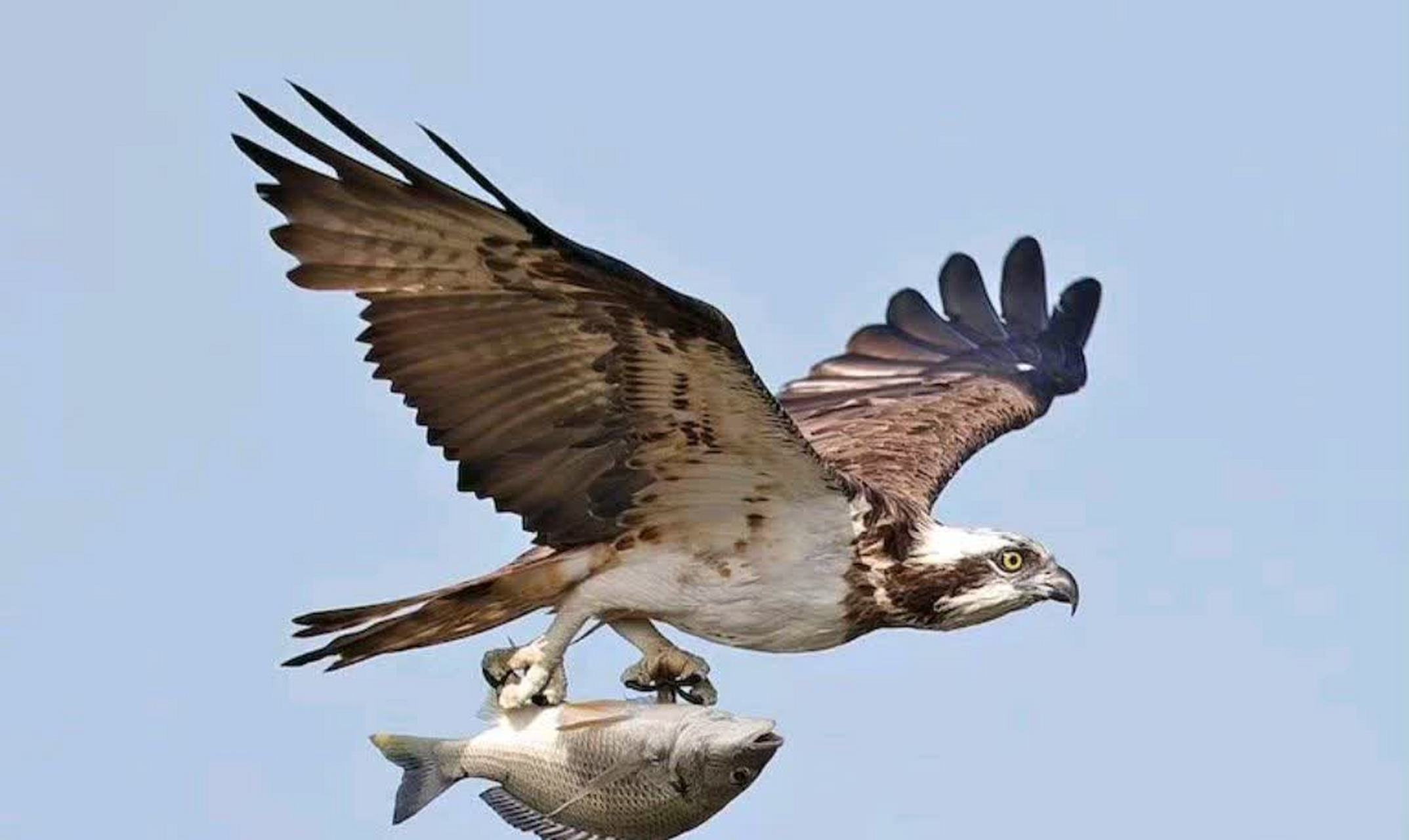 老鹰的爪子这么锋利,我心疼这些鱼.[左捂脸]