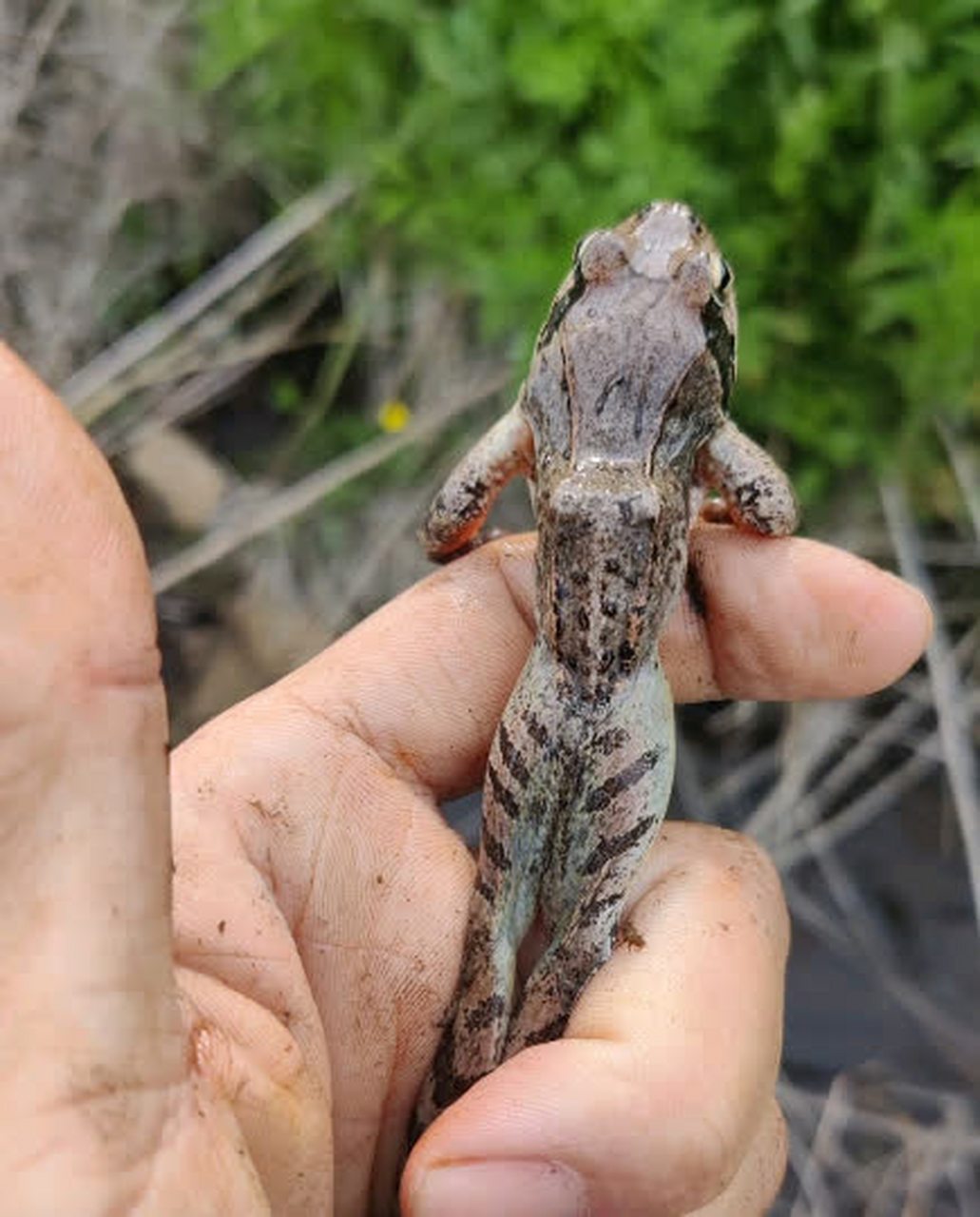 我出去摘菜,捉到了一只小青蛙[微笑]