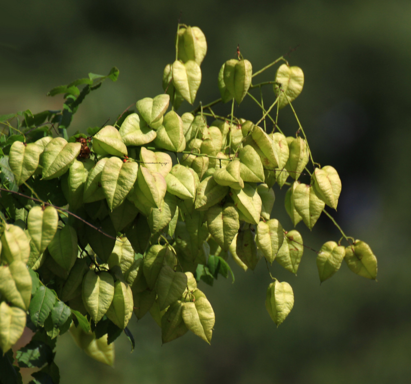 栾树,挂满灯笼的灯笼树