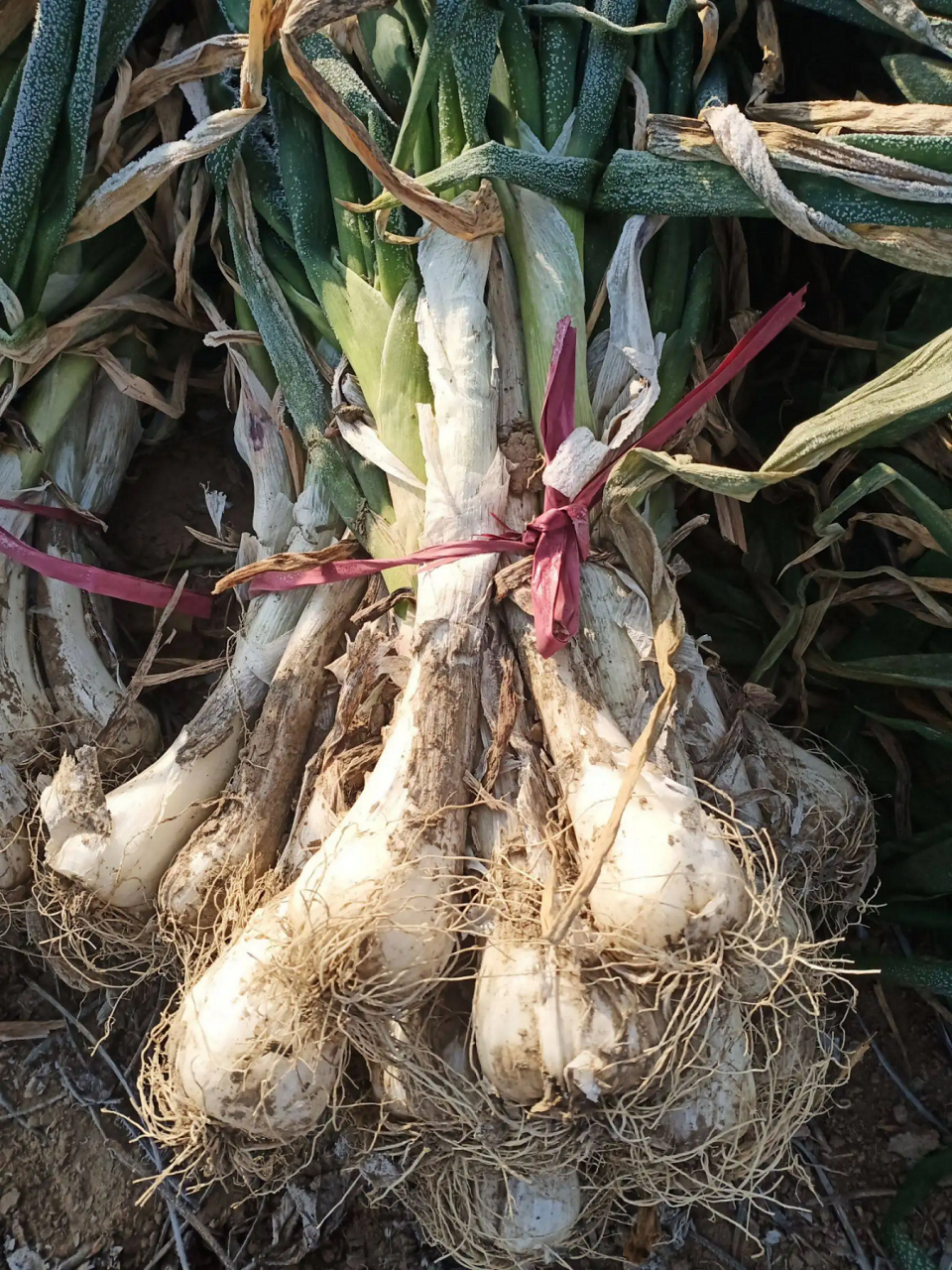 莱芜鸡腿葱属山东土特产品,是著名的°莱芜三辣"之一,是我国众多大葱