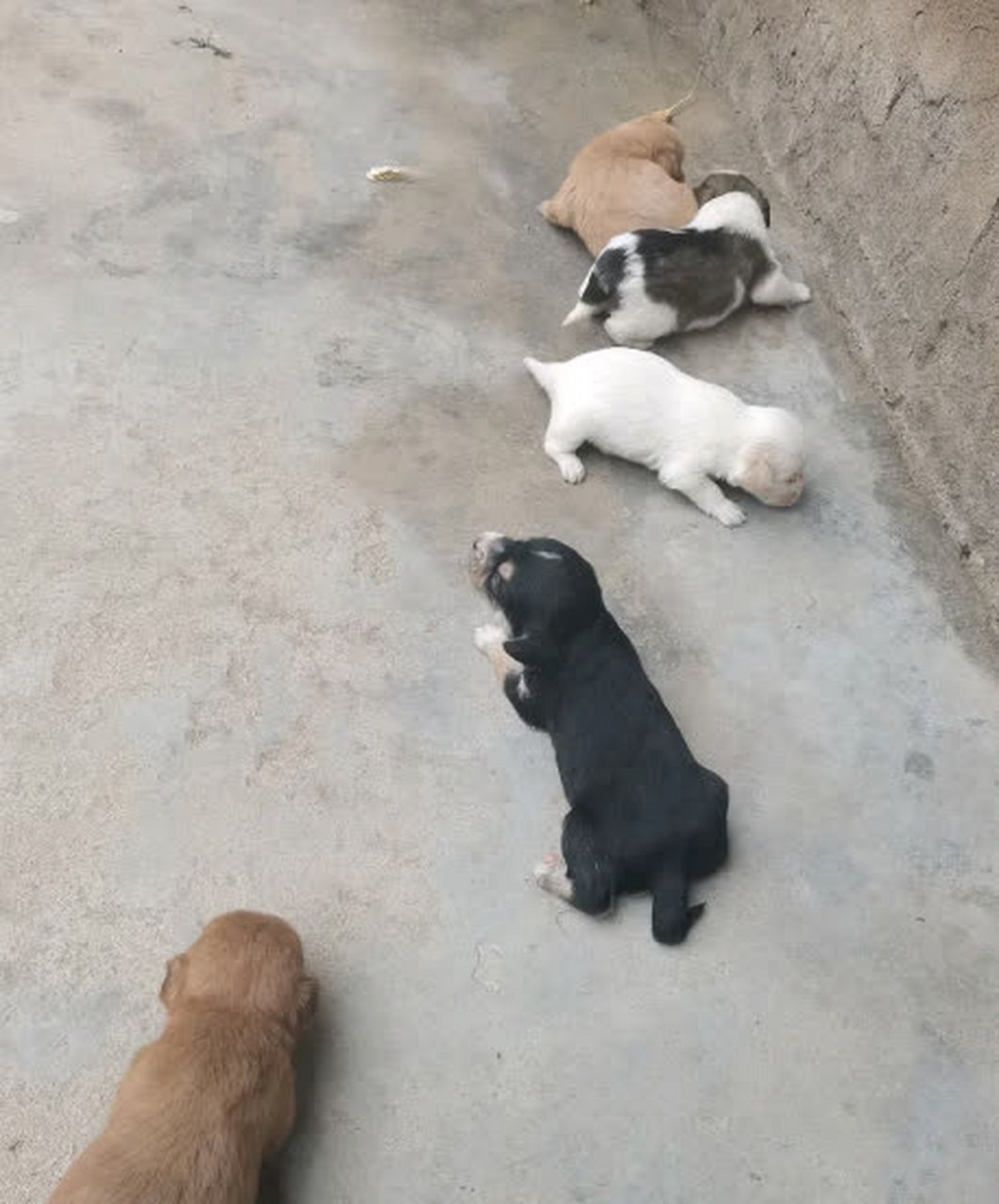 家里的大狗生了一窝小狗,结果是白的,黑的,黄的,花的,五颜六色的#趣图