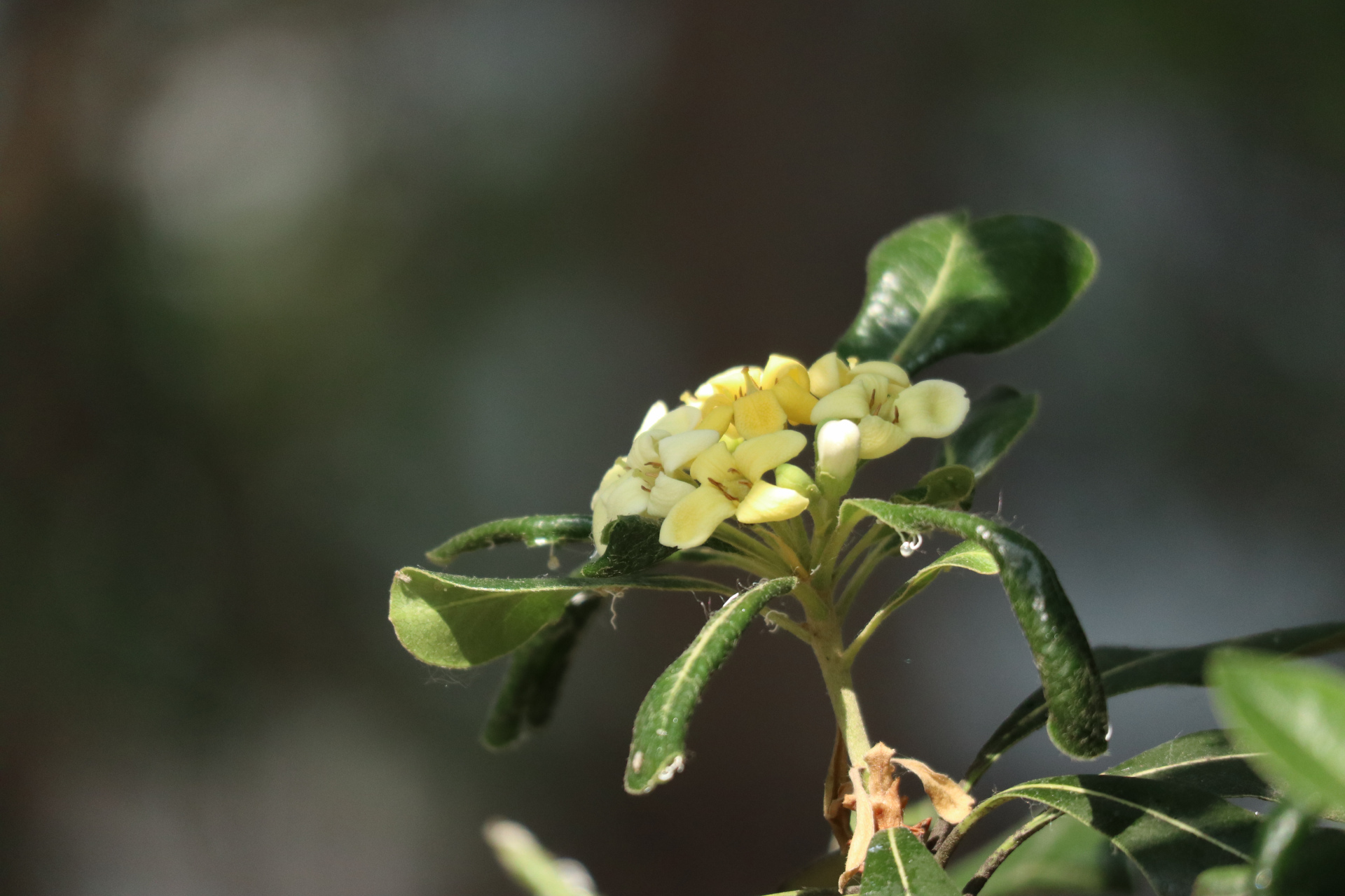 "七里香"海桐(照片原创,拍摄于青岛市区)