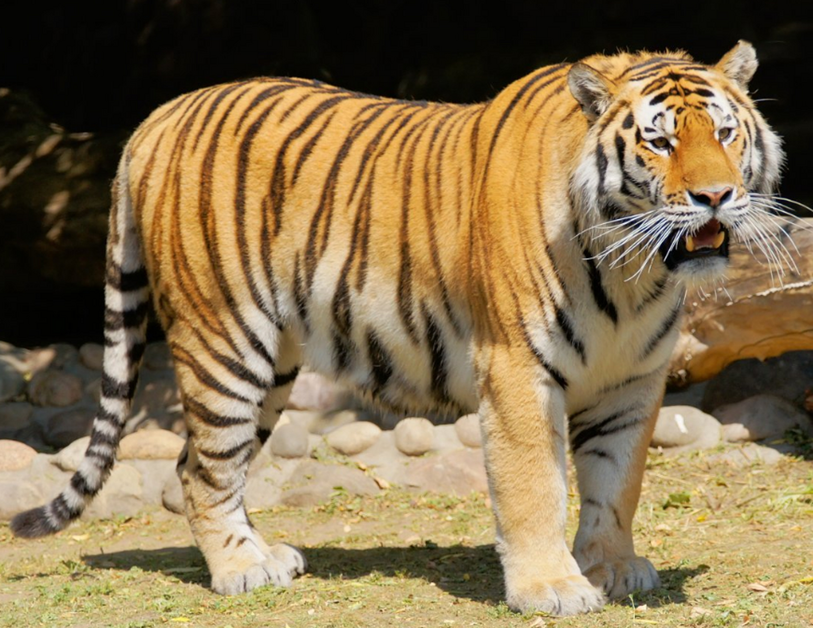 地球上最凶猛的动物 老虎(代表是虎中最强的东北虎)东北虎,又称