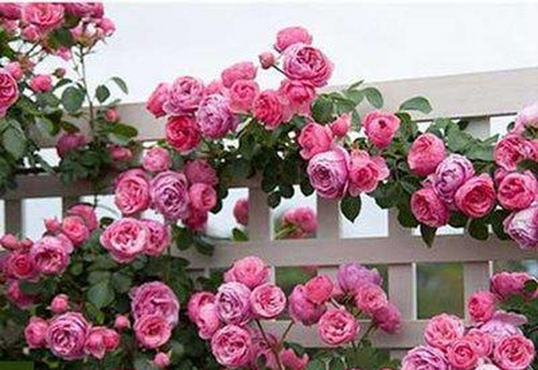 龙沙宝石有着特别温柔的花色,粉嫩的花瓣让人产生一种怜惜之情,成片地