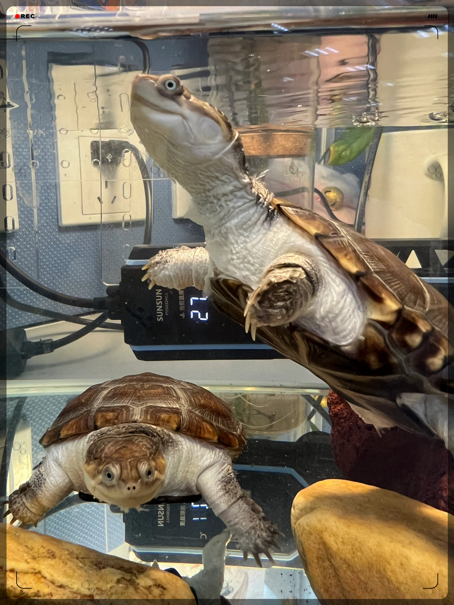 探秘动物世界  沼泽侧颈龟,一种神秘而迷人的生物.