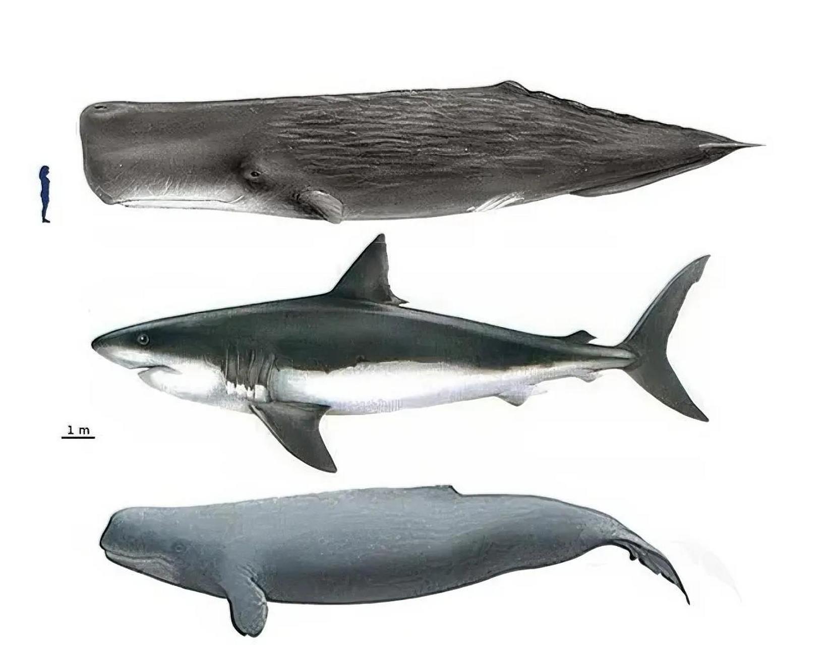 梅氏利维坦鲸(学名:livyatan melvillei)是利维坦鲸属中最大的物种,是