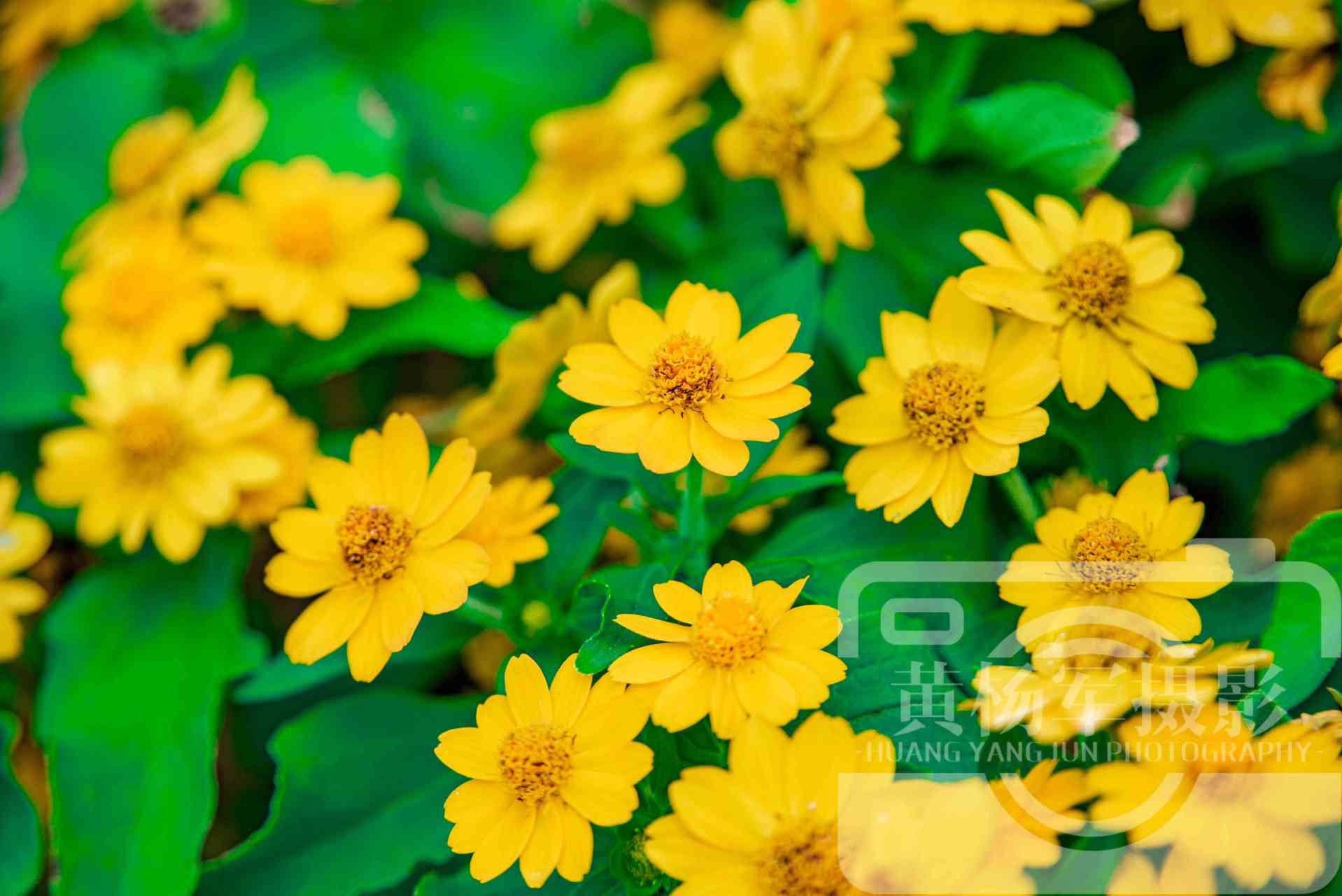 皇帝菊,又名帝王菊,美兰菊,菊科腊菊属一年生草本花卉.