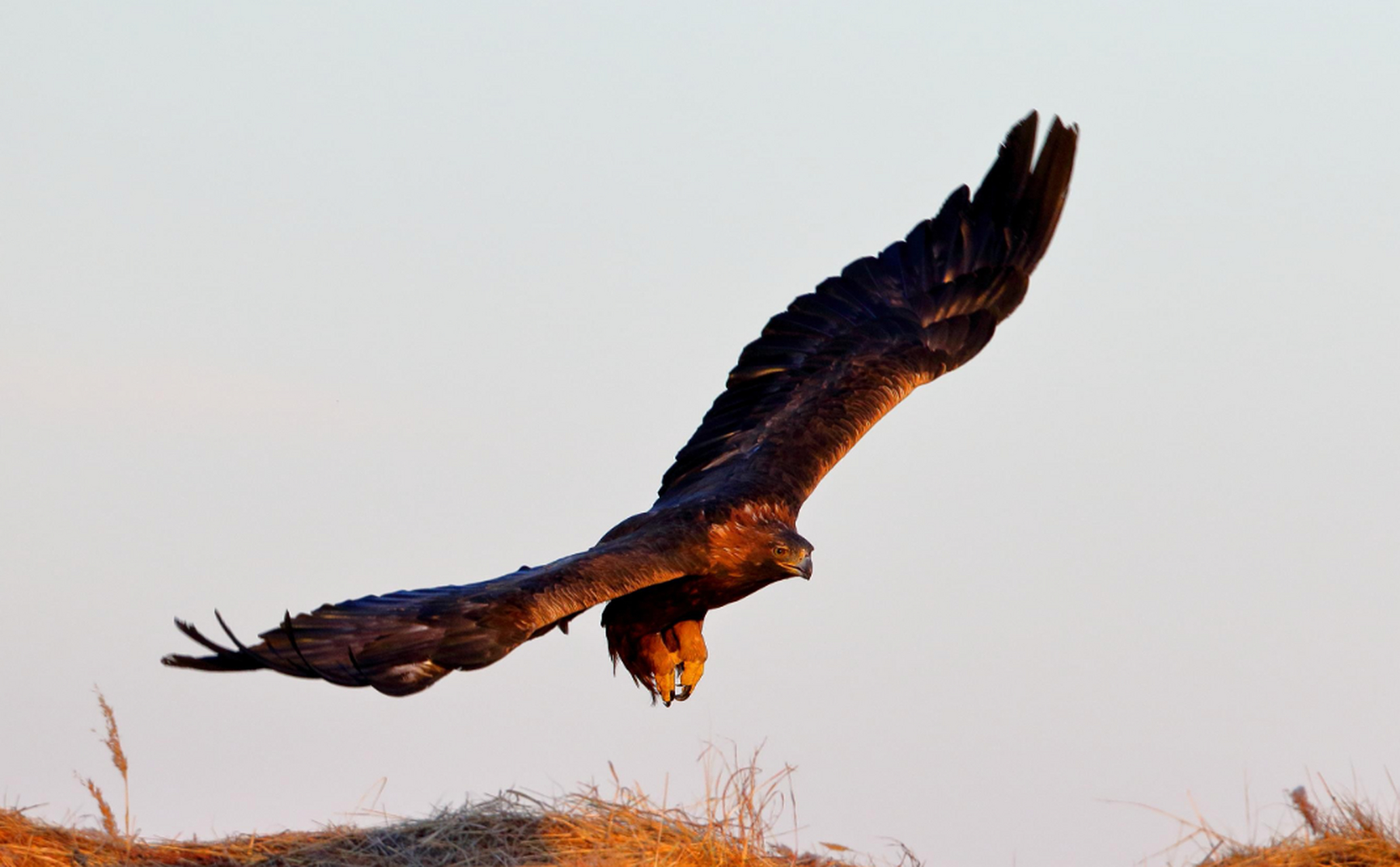 国家一级保护动物金雕现身瓦屋山  金雕是一种大型的猛禽,它是鹰科中