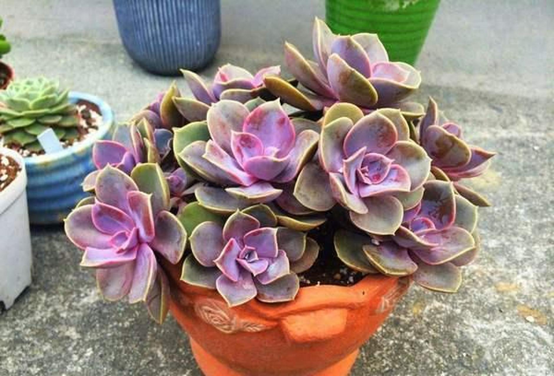 紫珍珠多肉属于一款杂交品种,它的株型比较大,叶片宽厚,并且布有一层