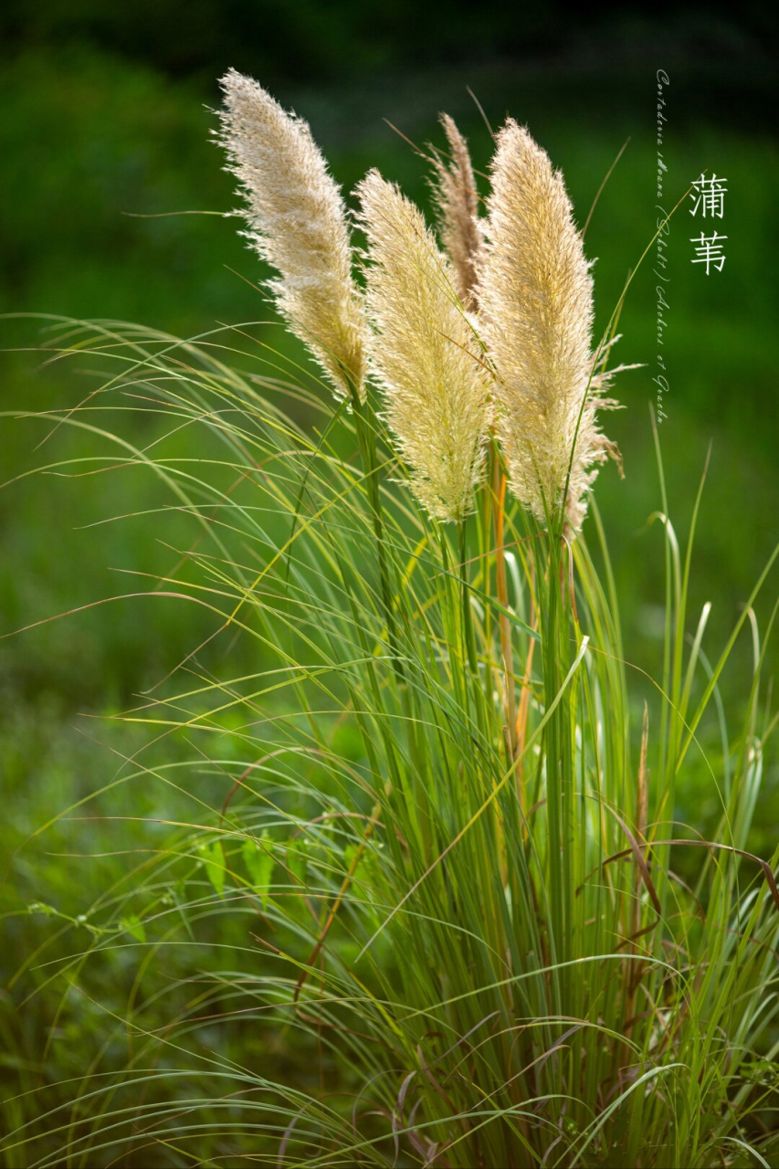 这些植物都生长在水边,我们小时候常常傻傻分不清楚,统统把它们橱作
