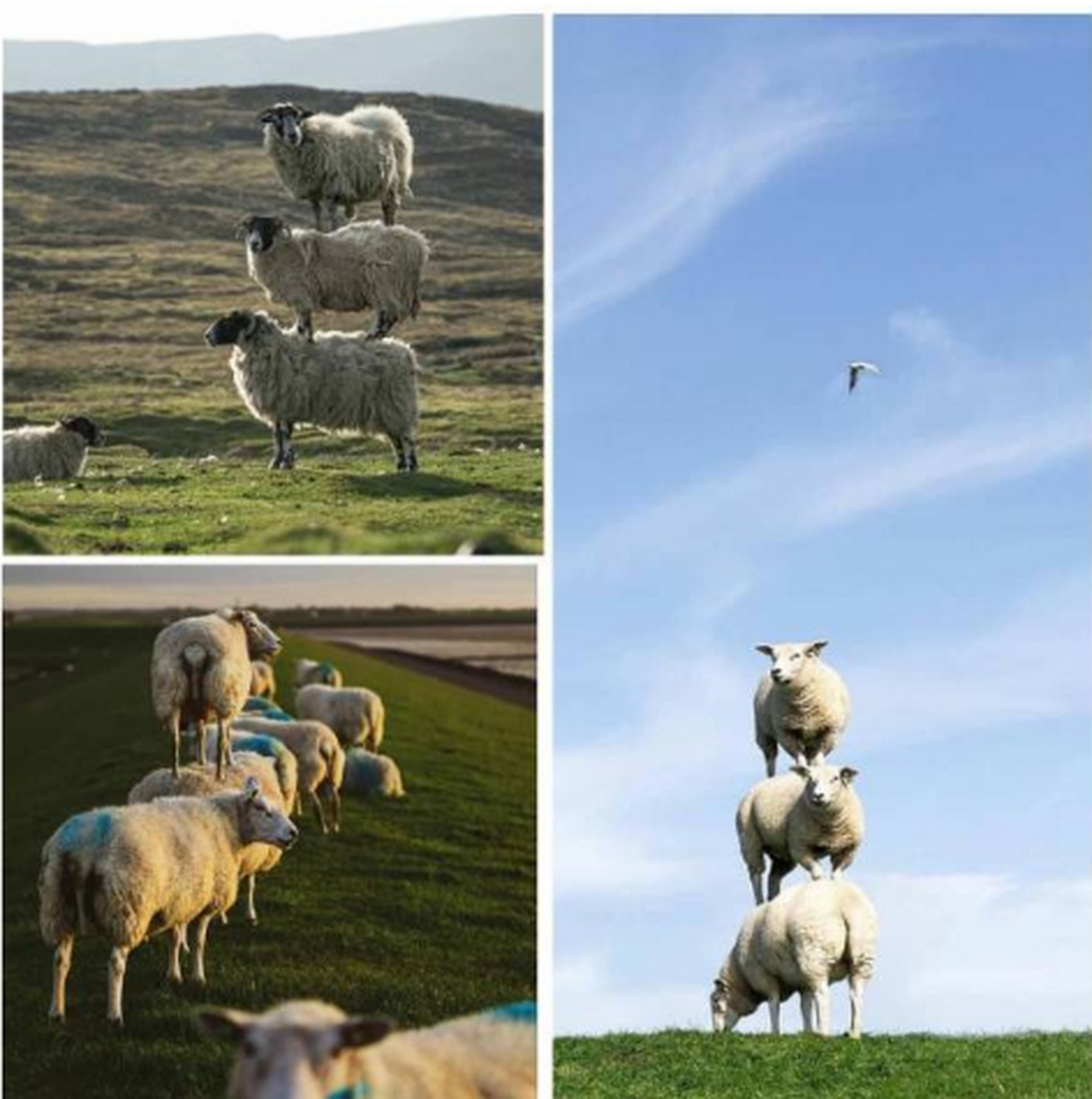 恒源祥广告羊羊羊图片