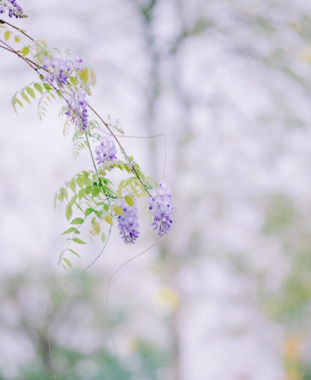 【《紫藤树》/唐 · 李白】 紫藤挂云木,花蔓宜阳春 密叶隐歌鸟,香风