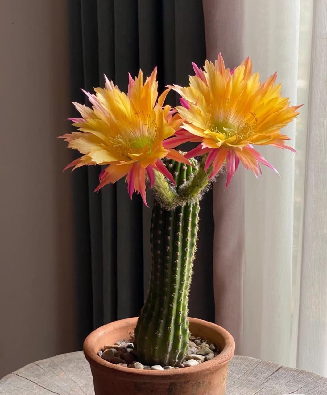 给喜欢仙人球的花友推荐一个很值得入手的品种——超级杏,属于小型