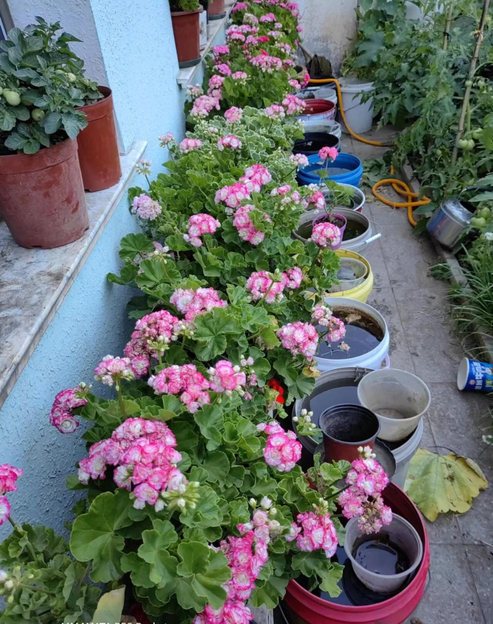 有种天竺葵,名叫"苹果碗",也叫日碗,花朵长得像玫瑰花,红白色相间