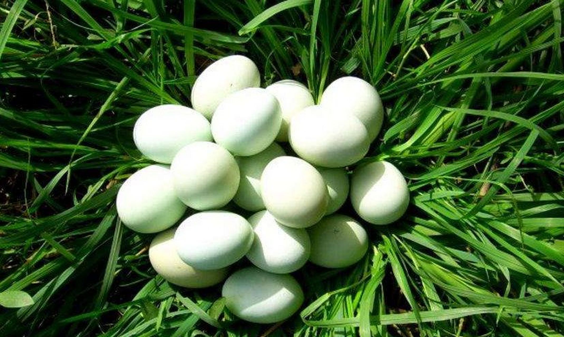 长顺绿壳蛋鸡原产于长顺县鼓扬镇,早在20世纪60年代,在鼓扬镇马场村