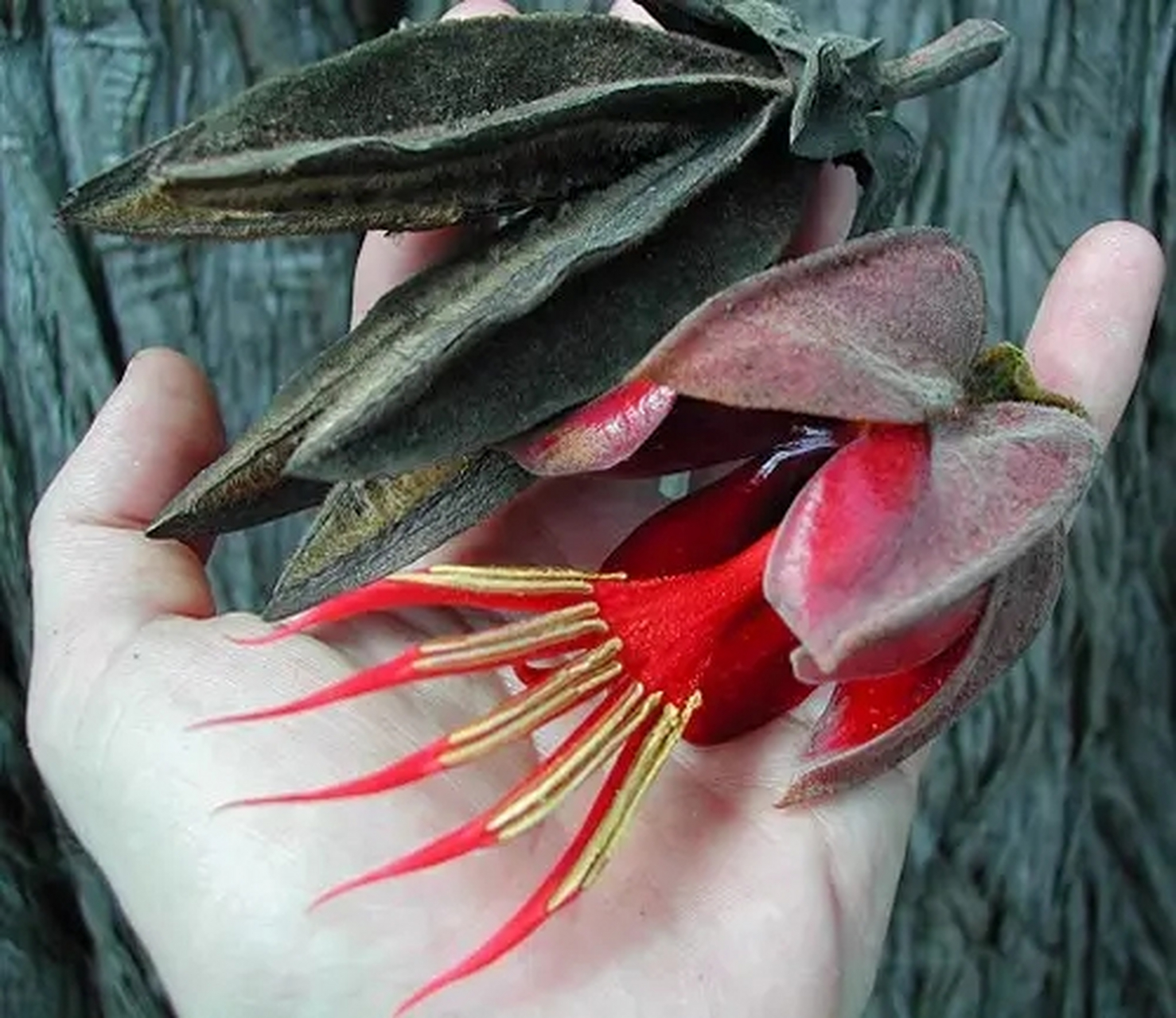 恶魔之手是世界上最神秘诡异的植物之一,原产地在墨西哥南部.