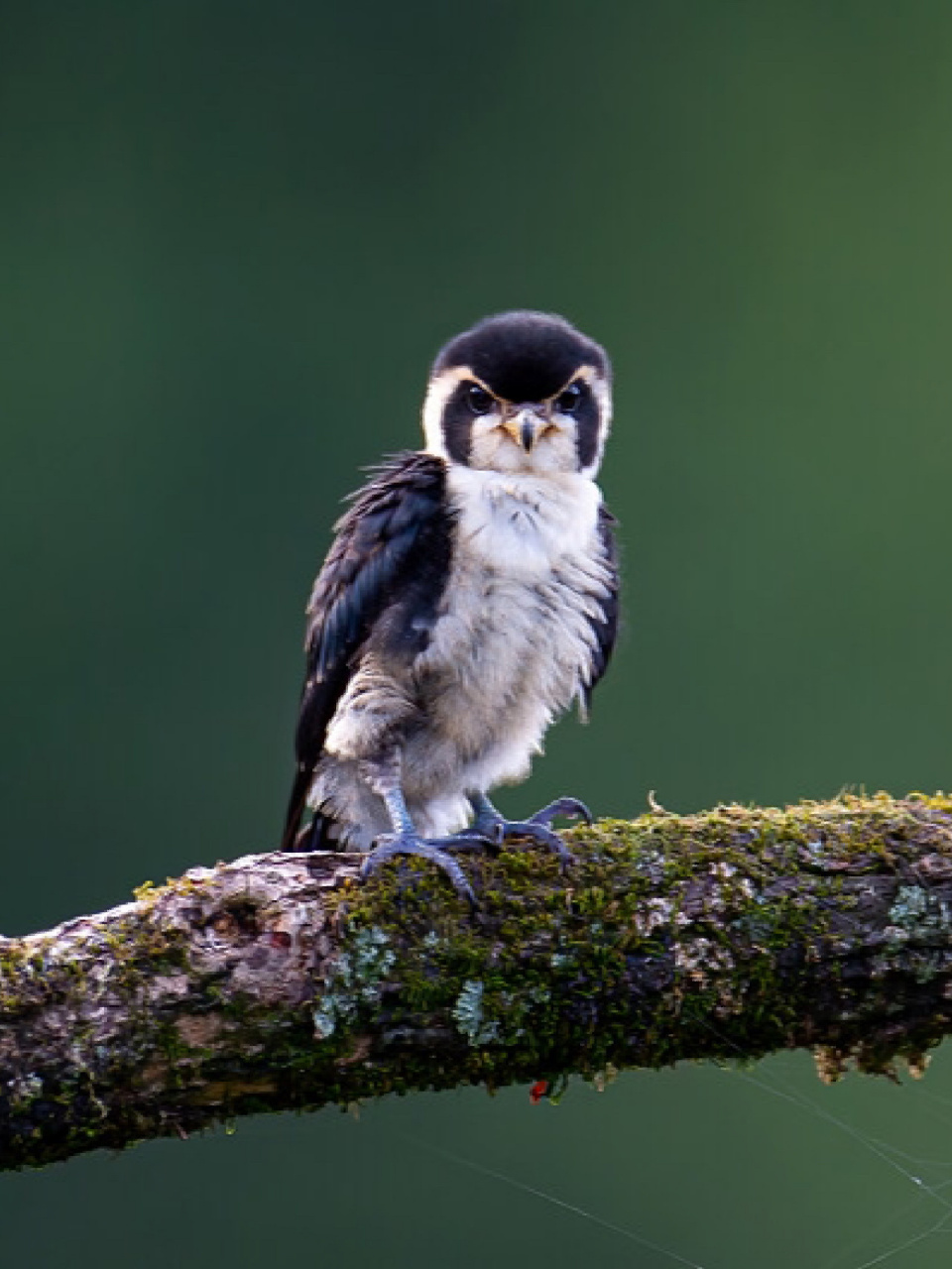 每天陪孩子一起瞧动物 名称:白腿小隼 分类:动物界,脊索动物门,鸟纲
