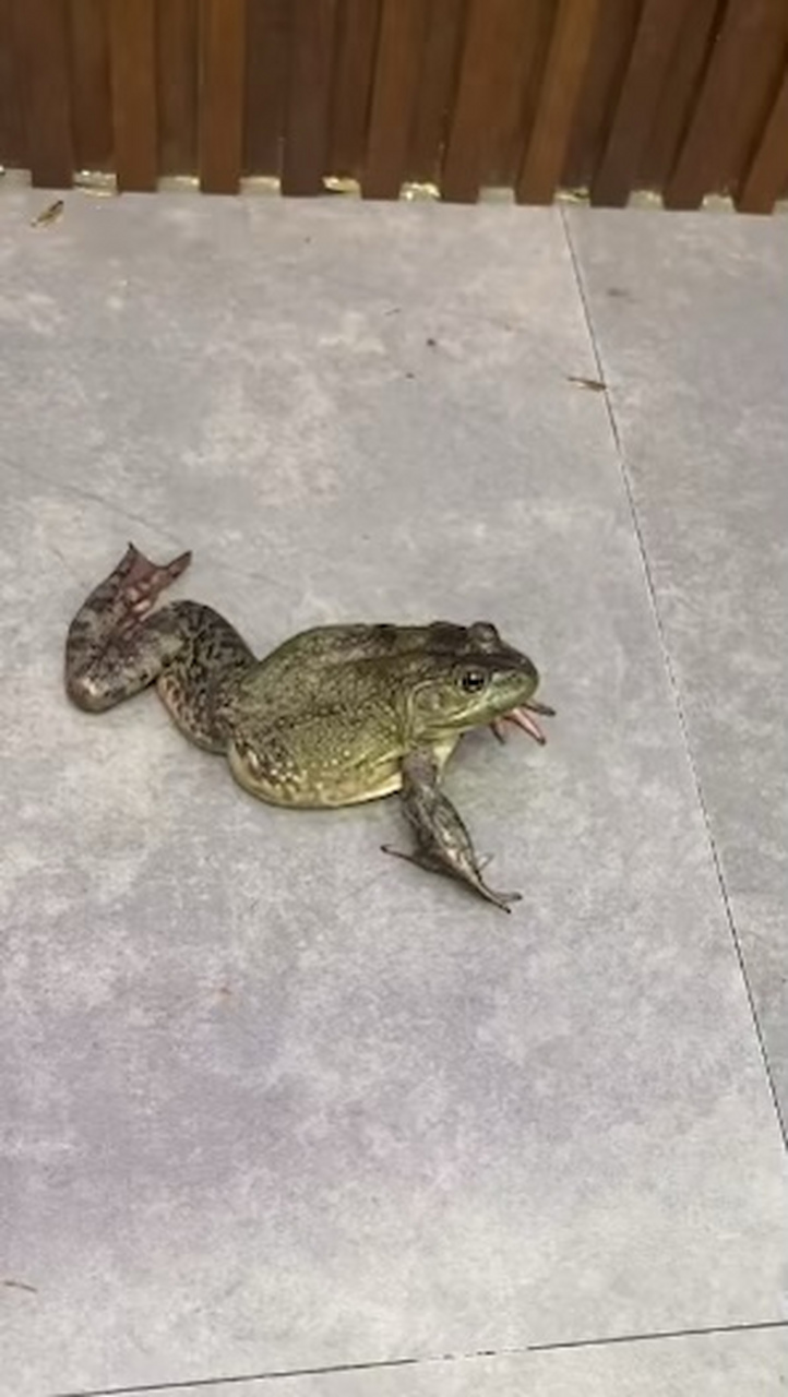 第一次见到六只脚的青蛙,这是变种了吗