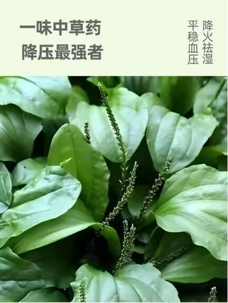 高血压是导致心脑血管疾病出现的重要因素,且有50%的高血压患者并