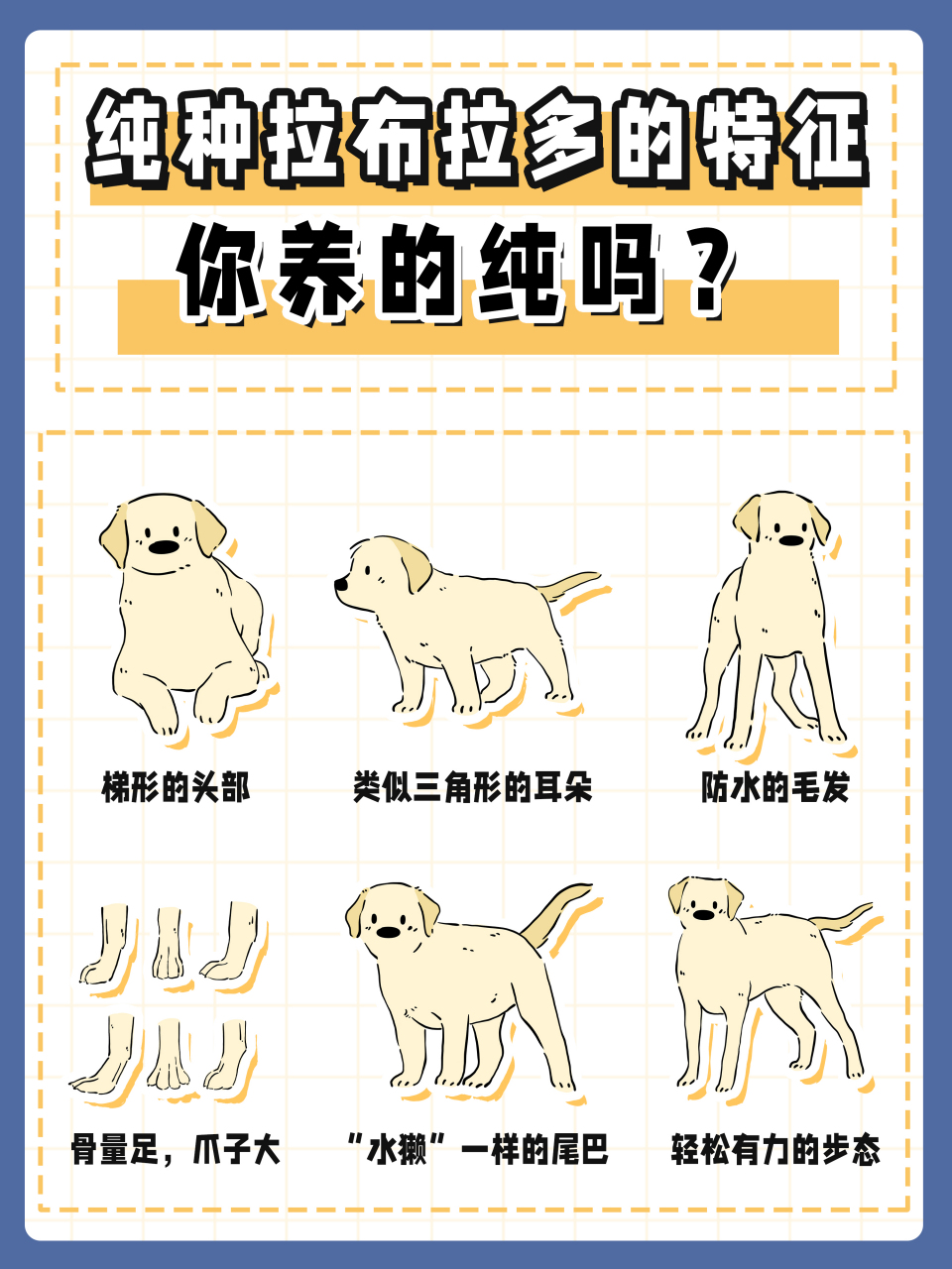 纯种拉布拉多的特征,你养的纯吗?#狗狗