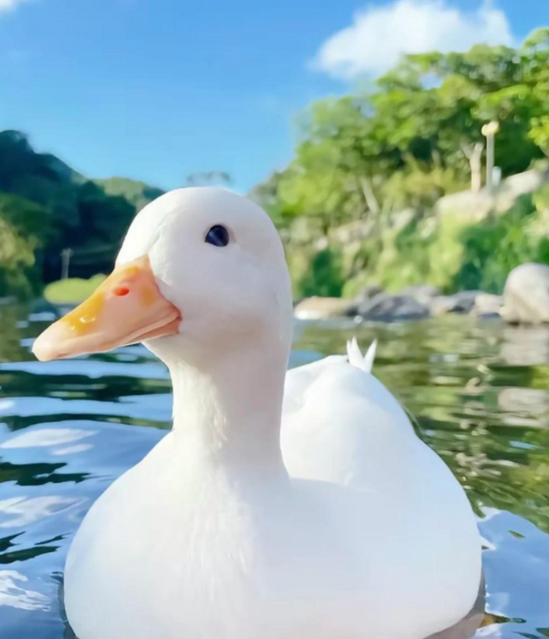 鸭鸭这么可爱,怎么可以红烧呢?