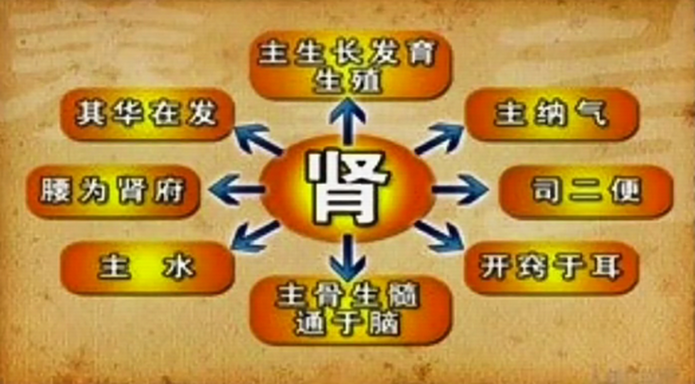 中医认为"肾主水,能够调节人体的水液平衡,一方面可以通过肾气的