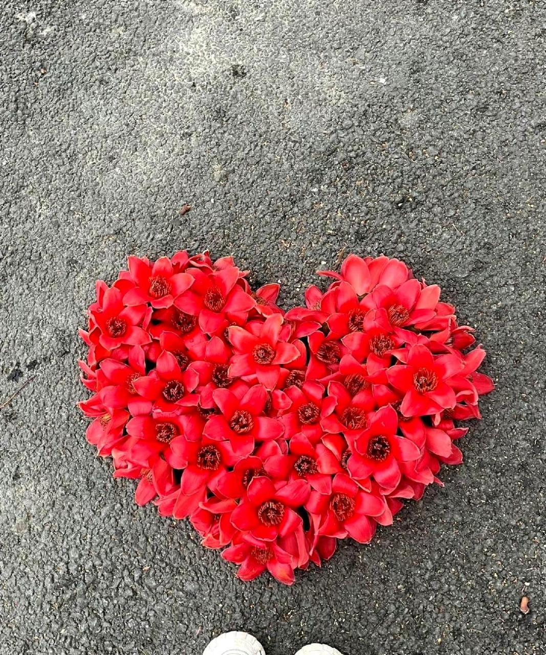 木棉花的真正花语是"热爱生命,追求自由".